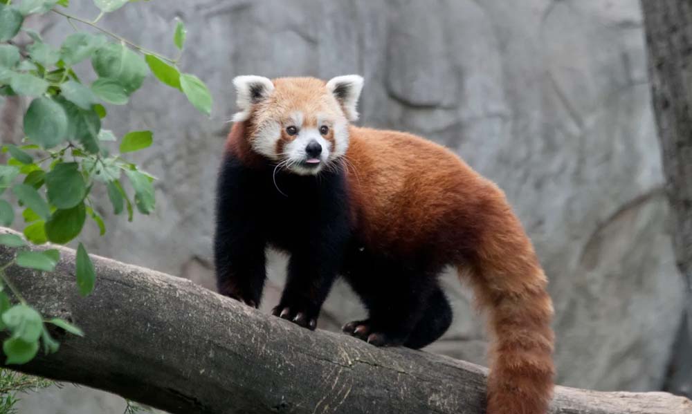 Review: Red Panda Bamboo Cases For the iPhone 5 - Run Around Tech