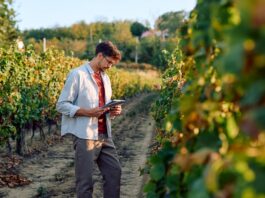 A man with a tablet standing in a farming field of grapevine trees in rows with a blue sky in the background.
